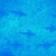 03- Defile de requins gris au fond de la passe 